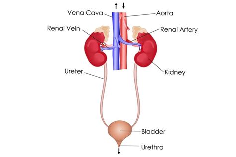 Diagram with isolated bladder, ureter, kidney, aorta and adrenal gland. Excretory System: Definition, Diagram, Organs and Function