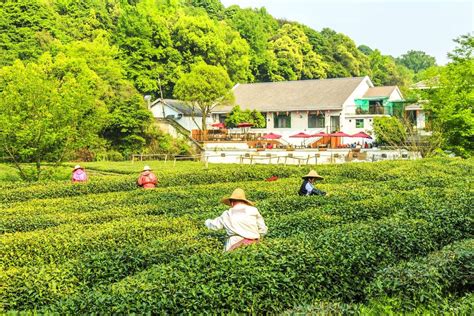 Most white teas are produced in the fujian province of china. Hangzhou Tea Village | Dragon Well Tea Village | West Lake Longjing Tea Plantation | Hangzhou ...