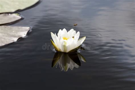 White Water Lily Growing In A Swampy Area Stock Photo Image Of Area