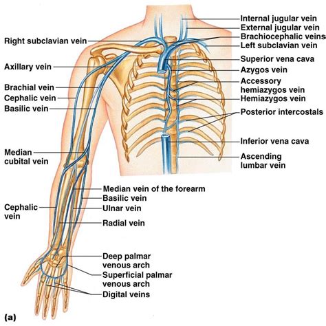 Bio 202 Arteries And Veins Key Arteries And Veins Arteries Anatomy