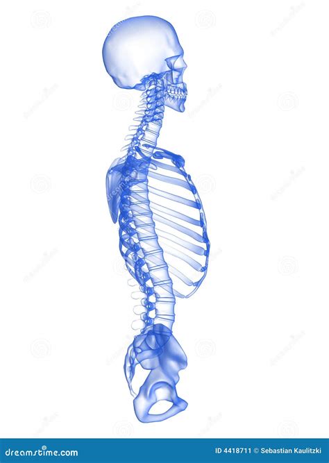 Human torso stock illustration. Illustration of medical - 4418711