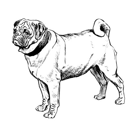 Pequeño perrito, icono de vector, aislado en fondo blanco. Dibujos de razas de perros para pintar. PerrosAmigos.com