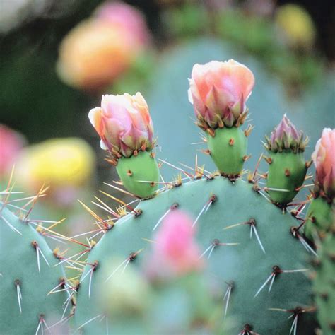 How to successfully care for Cacti | Cactus indoor care - Piantica