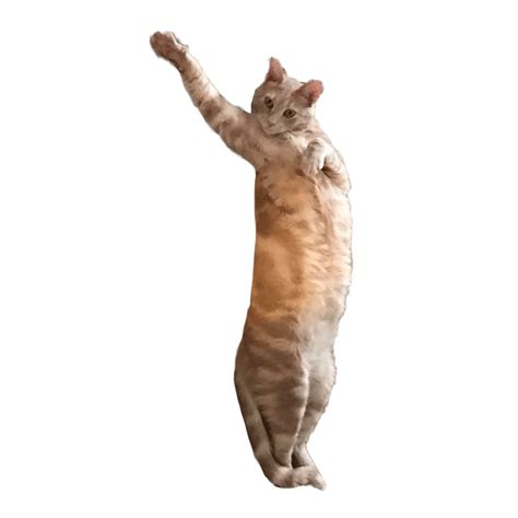 17 Animated Dancing Cat  Transparent Woolseygirls Meme