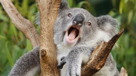Un Organe Unique Aux Koalas Iciradio Canadaca