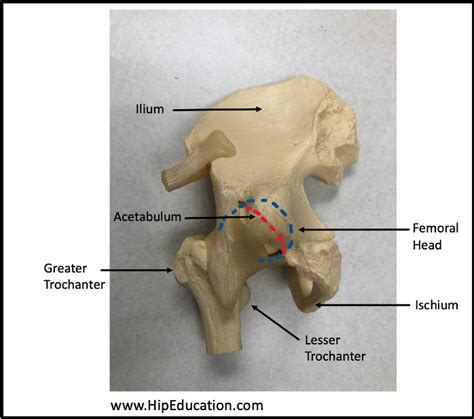 Hip Anatomy Hipeducation