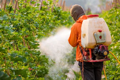 Ces 7 Fruits Et Légumes Sont Les Plus Riches En Pesticides