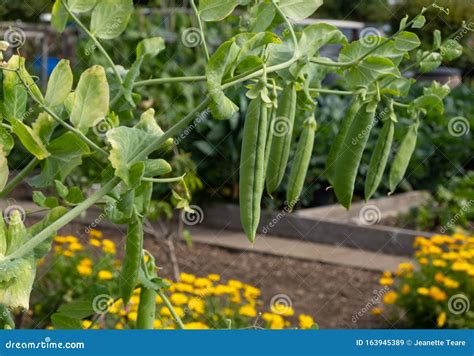 Pea Pods Growing In Vegetable Garden Growing On Well Kept Allotment