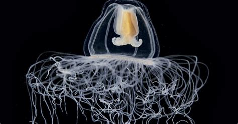 Magnificent Microscopic Creatures Of The Seas