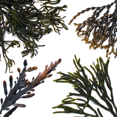 Seaweed The Superfood Superfood Seaweed Sea Plants