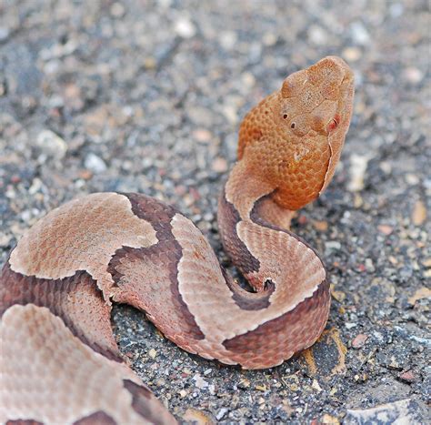 Copperheads Moccasins And Cottonmouths Herps Of Alnc · Inaturalist