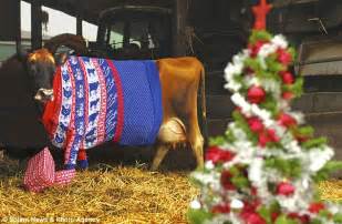 Now That S A Christmas Jersey Gloria The Cow Models A Festive Knitted