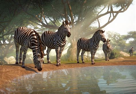 For example the distruction of the rain forest or the reclaiming of flood. Plains Zebra | Planet Zoo Wiki | Fandom