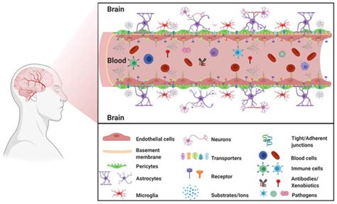IJMS Free Full Text Disease Induced Modulation Of Drug Transporters At The BloodBrain