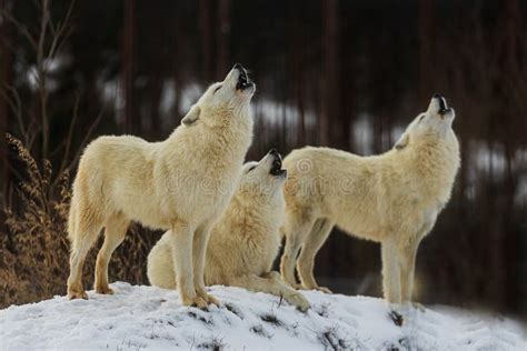 Male Arctic Wolf Canis Lupus Arctos The Pack Howls Together Stock Photo