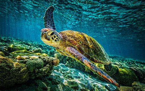 Download Wallpapers Turtle Coral Reef Reptiles Underwater World