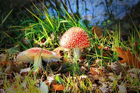 Free Images Nature Grass Meadow Leaf Autumn Toadstool Flora