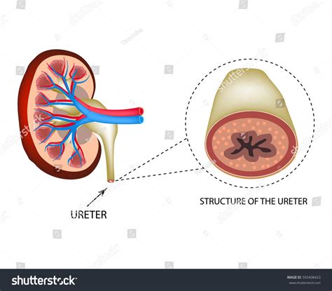 Structure Ureter Structure Kidneys Infographics Vector Vector Có Sẵn