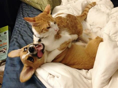 Instead Of Being Enemies This Cat And Dog Are Amazing
