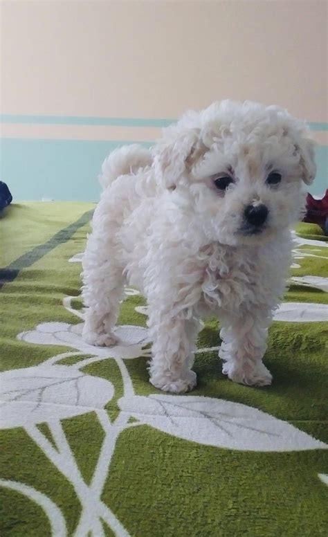 2 Female Toy Poodles For Sale Toy Poodle Toy Poodle Puppies Poodle