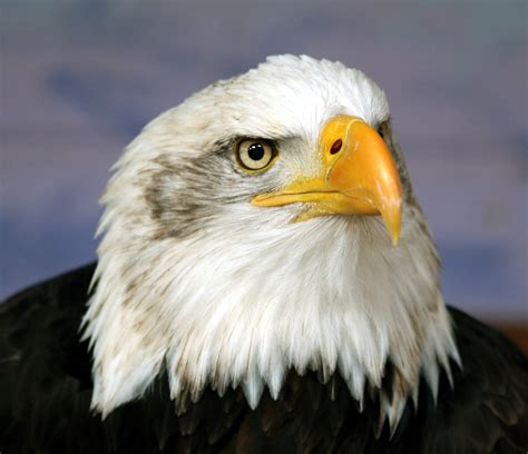 Filebald Eagle Head Frontal Wikimedia Commons