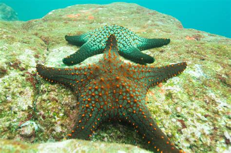 Heres All About The Habitat Of Starfish Animal Sake