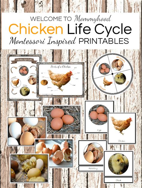 Montessori Chicken Life Cycle Activities For Preschool And Kindergarten