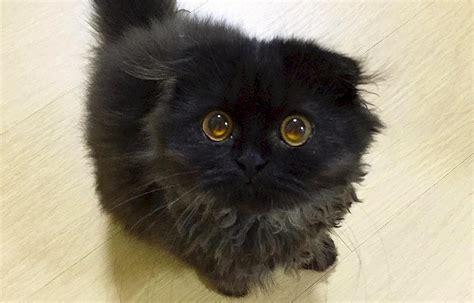 Пушистый черный котенок 42 лучших фото