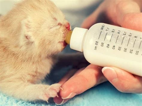 آموزش شیر دادن به بچه گربه ؛ راهنمای قدم‌به‌قدم پت پرس
