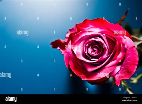 Purple Hybrid Tea Rose View From Above Stock Photo Alamy