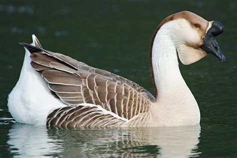 29 Facts About The African Goose [2024]