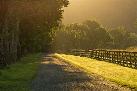 Treelined Country Road At Sunset Stock Photo Download Image Now