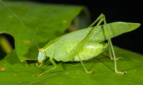 Modest Katydid Songs Of Insects