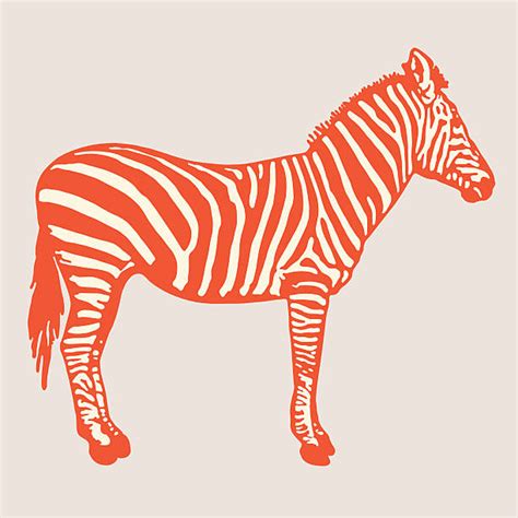 Zebra Without Stripes Illustrations Royalty Free Vector Graphics