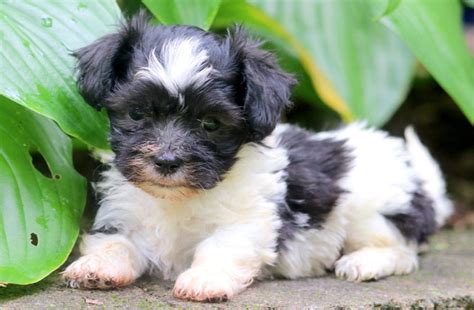 Havabea puppy havabea puppy havanese x beagle, super sweet, well. Sophia | Havanese Puppy For Sale | Keystone Puppies