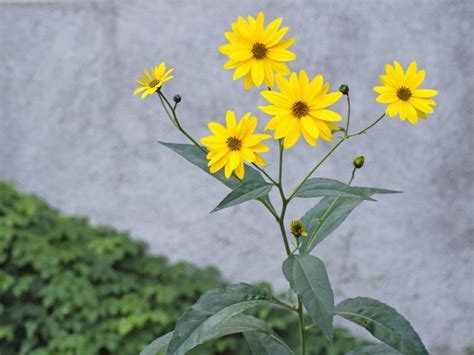 Jerusalem artichoke is moderately high in calories; 9 Jerusalem Artichoke Recipes to try for Dinner Tonight ...