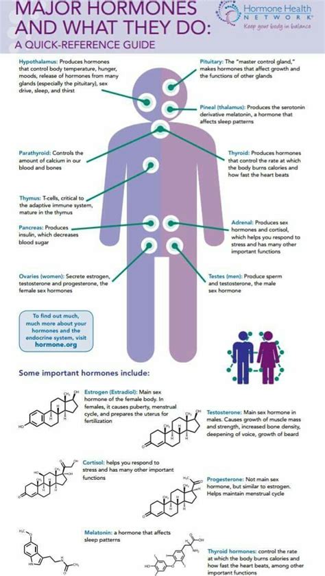 Major Hormones And What They Do Endocrine System Endocrinology