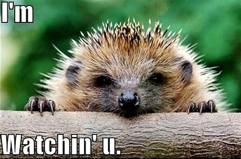 Hedgehog Funny Animal Humor Photo 20201506 Fanpop