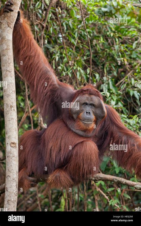 Orangutan Pongo Pygmaeus Male Tanjung Puting National Park Borneo