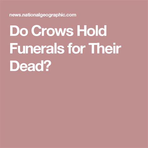 Do Crows Hold Funerals For Their Dead Crow Funeral Hold On