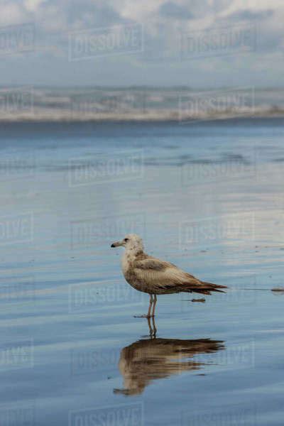 An Immature Ring Billed Gull Larus Delawarensis On The Beach In