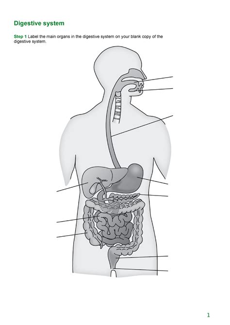 Digestive System Diagram Summary Digestive System Step 1 Label The