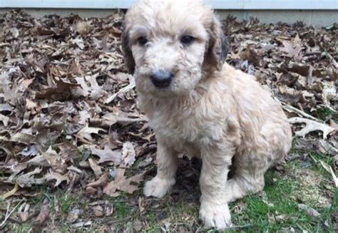 Try to look for the information about the breeders who provide mini goldendoodle for rescue or sale in indiana from the internet. Labradoodle Puppy for Sale - Adoption, Rescue for Sale in ...