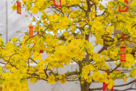 Beautiful Apricot Blossom Tree Blooming During Vietnamese Lunar New