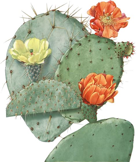 Botanical Drawings Cactus Illustration Botanical Art