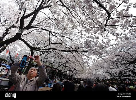 Taking Photos Of The Cherry Blossom Ueno Park Tokyo Japan April 3