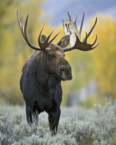 Bull Moose Moose Pictures Mule Deer Buck