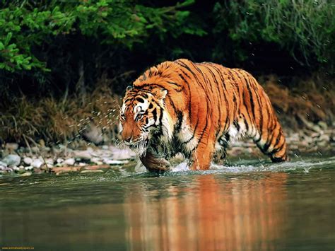 Bengal Tiger Wild Life Animal