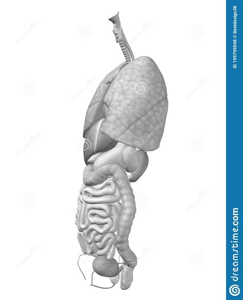Find the perfect internal organs stock. 3D Human Or Man Internal Abdominal Or Thorax Organs Stock ...