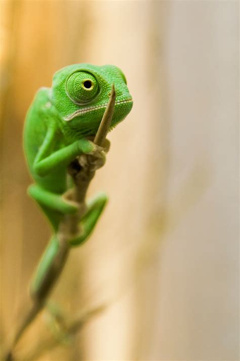 How Often Do I Feed My Chameleon Mypetcarejoy